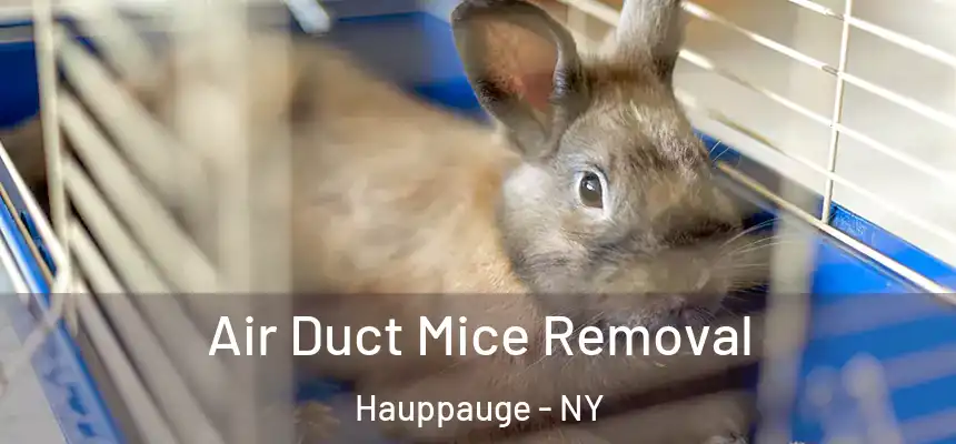  Air Duct Mice Removal Hauppauge - NY
