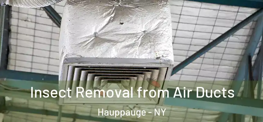 Insect Removal from Air Ducts Hauppauge - NY